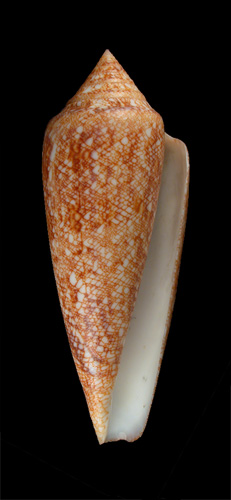 Conus gloriamaris  Chemnitz, 1777 Primary Type Image