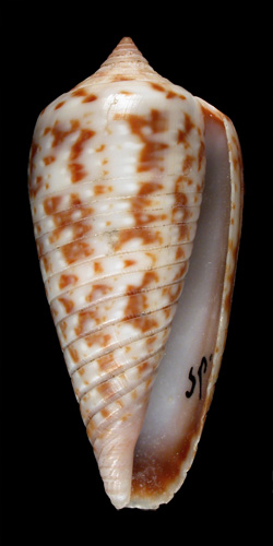 Conus nisus  Dillwyn, 1817 Primary Type Image