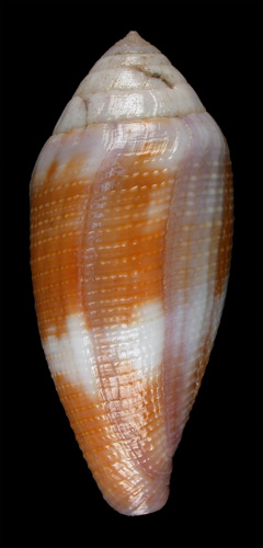 Conus violaceus  Link, 1807 Primary Type Image