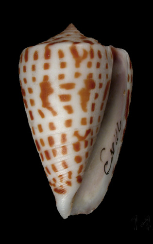 Conus erythraeensis  Reeve, 1843 Primary Type Image