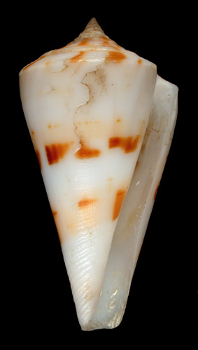 Conus sorenseni  Sander, 1982 Primary Type Image