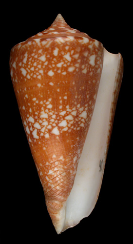 Conus amadis  Gmelin, 1791 Primary Type Image