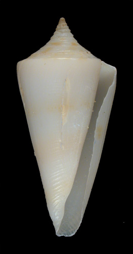 Conus knudseni  Sander, 1982 Primary Type Image