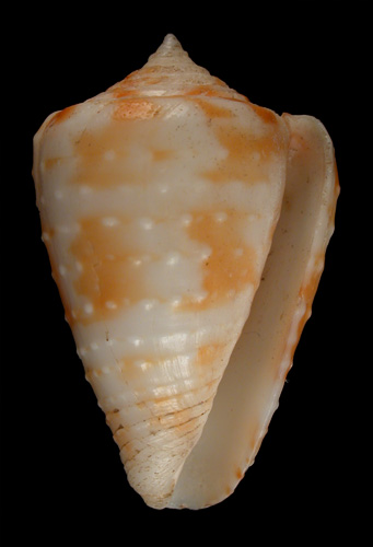 Conus baccatus  Sowerby ii, 1877 Primary Type Image