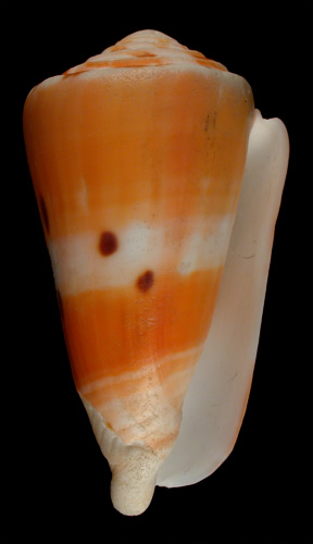 Conus barthelemyi  Bernardi, 1861 Primary Type Image