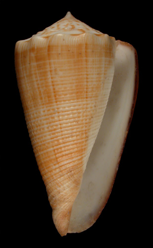 Conus bocki  Sowerby iii, 1881 Primary Type Image