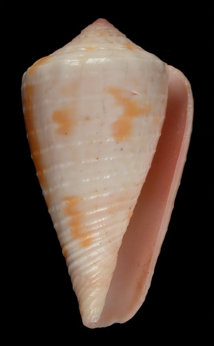 Conus dianthus  Sowerby iii, 1882 Primary Type Image