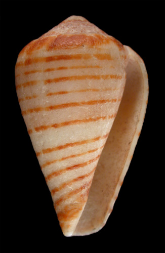 Conus figulinus chytreus  Melvill in Tryon, 1884 Primary Type Image