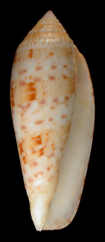 Leptoconus (Phasmoconus) dusaveli  H. Adams, 1872 Primary Type Image