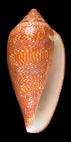 Conus textile euetrios  Sowerby iii, 1882 Primary Type Image