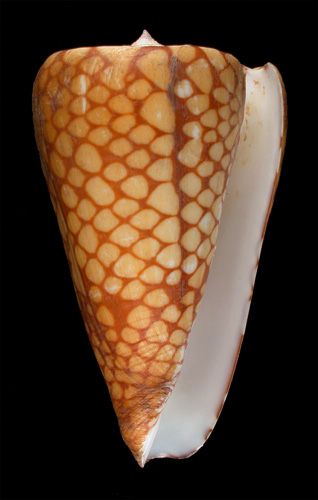 Conus marchionatus eudoxus  Tryon, 1883 Primary Type Image