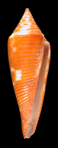 Conus gracilis  Sowerby iii, 1875 Primary Type Image