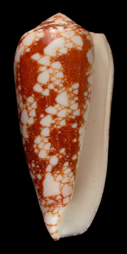 Conus omaria magoides  Melvill, 1900 Primary Type Image