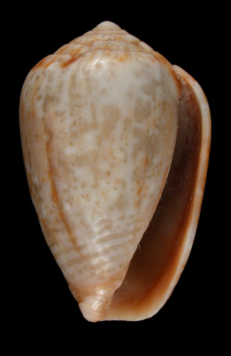 Conus melvilli  Sowerby iii, 1878 Primary Type Image