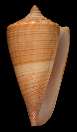 Conus multilineatus  Sowerby iii, 1875 Primary Type Image