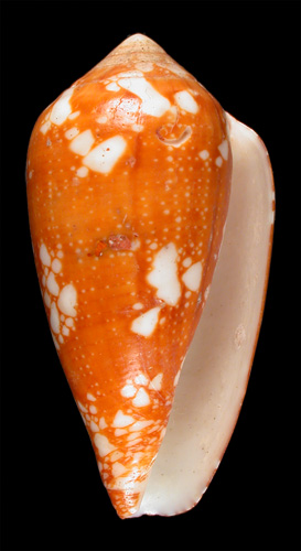 Conus racemosus  Sowerby iii, 1874 Primary Type Image