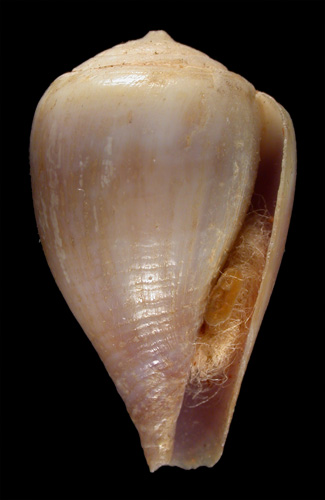 Conus semivelatus  Sowerby iii, 1882 Primary Type Image