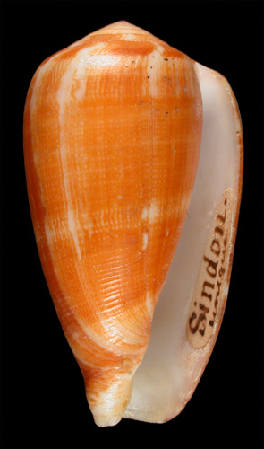 Conus sindon  Reeve, 1844 Primary Type Image