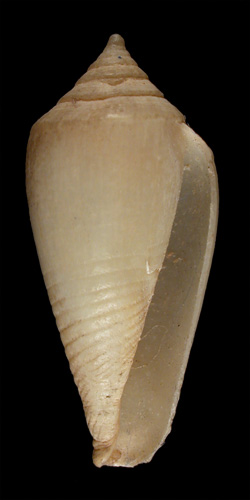 Conus submarginatus  Sowerby iii, 1870 Primary Type Image