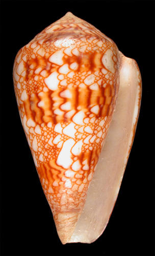 Conus textilinus  Kiener, 1847 Primary Type Image