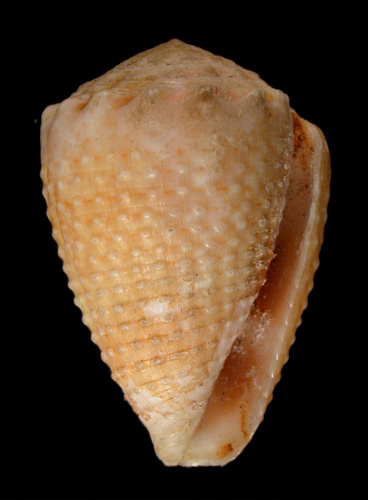 Conus minimus granulatus  Sowerby ii, 1834 Primary Type Image