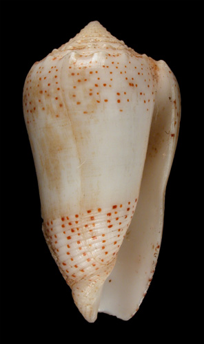 Conus arenatus mesokatharos  Tryon, 1883 Primary Type Image