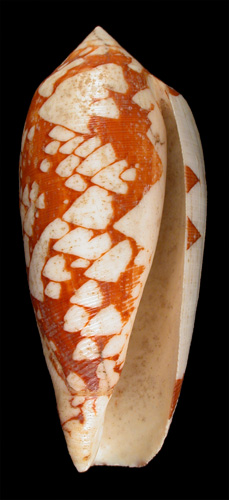 Conus aulicus propenudus  Melvill, 1900 Primary Type Image