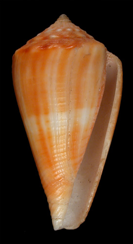 Conus evelynae  Sowerby iii, 1882 Primary Type Image