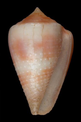 Conus reflectus  Sowerby ii, 1877 Primary Type Image