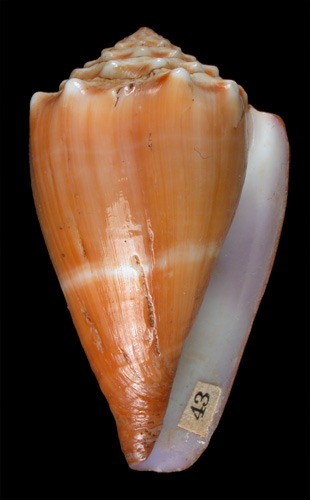 Conus prytanis  Sowerby iii, 1882 Primary Type Image