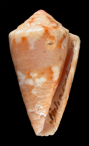 Conus sphacelatus  Sowerby ii, 1833 Primary Type Image