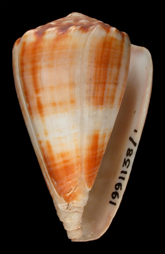 Conus gladiator  Broderip & Sowerby, 1833 Primary Type Image