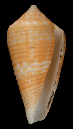 Conus grangeri  Sowerby iii, 1900 Primary Type Image