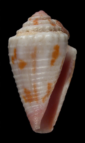 Conus liratus  Reeve, 1844 Primary Type Image