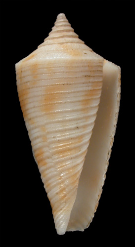 Conus lizardensis  Crosse, 1865 Primary Type Image