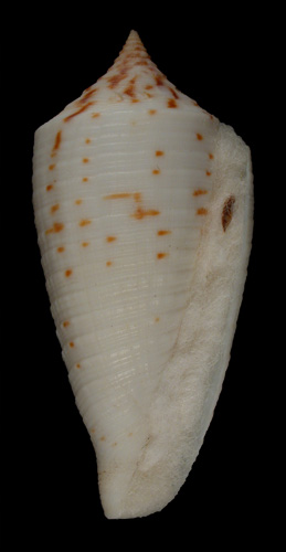 Conus lovellreevei  Raybaudi, 1993 Primary Type Image