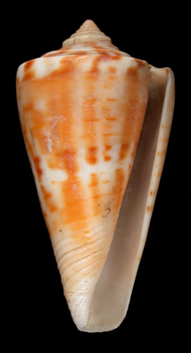 Conus luctificus  Reeve, 1848 Primary Type Image