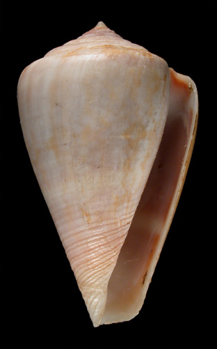 Conus luridus  A. Adams, 1854 Primary Type Image