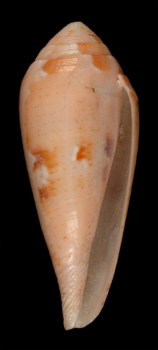 Conus luteus  Sowerby i, 1833 Primary Type Image