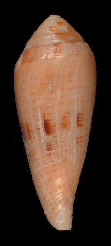 Conus luteus  Sowerby i, 1833  Image