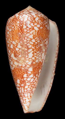 Conus madagascariensis  Sowerby ii, 1857 Primary Type Image