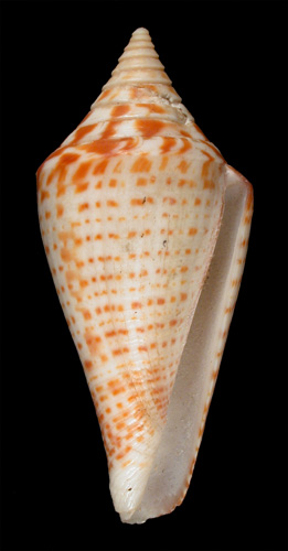 Conus monilifer  Broderip & Sowerby, 1833 Primary Type Image