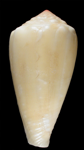 Conus moussoni  Crosse, 1865 Primary Type Image