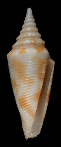 Conus milesi  Smith, 1887 Primary Type Image