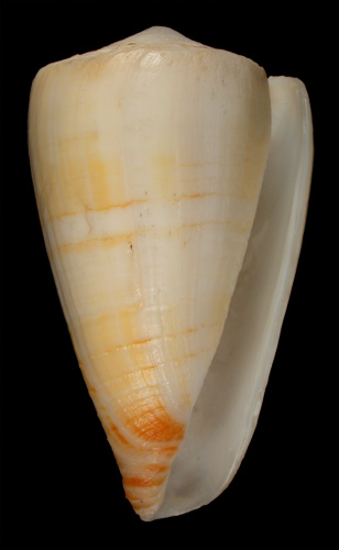 Conus mirmillo  Crosse, 1865 Primary Type Image