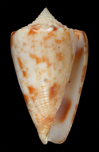 Conus (Chelyconus) masoni  Nevill & Nevill, 1874 Primary Type Image