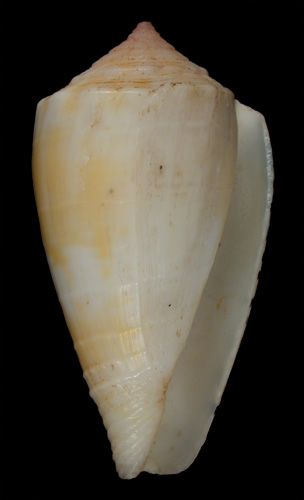 Conus meleus  Sowerby iii, 1913 Primary Type Image