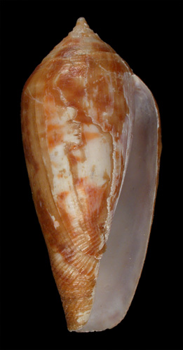 Conus macei  Crosse, 1865 Primary Type Image