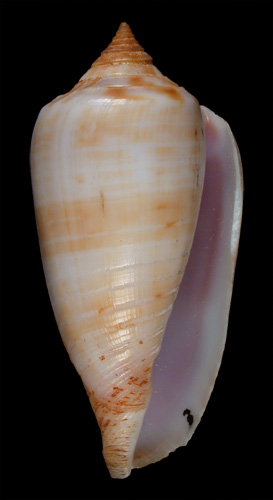 Conus mulderi  Fulton, 1936 Primary Type Image