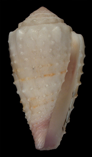 Conus muriculatus  Sowerby ii, 1833 Primary Type Image